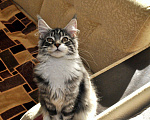Кошки в Казани: Котенок мейн-кун Мальчик, 25 000 руб. - фото 4