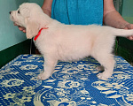 Собаки в Сочи: Щенки золотистого ретривера Девочка, 35 000 руб. - фото 1