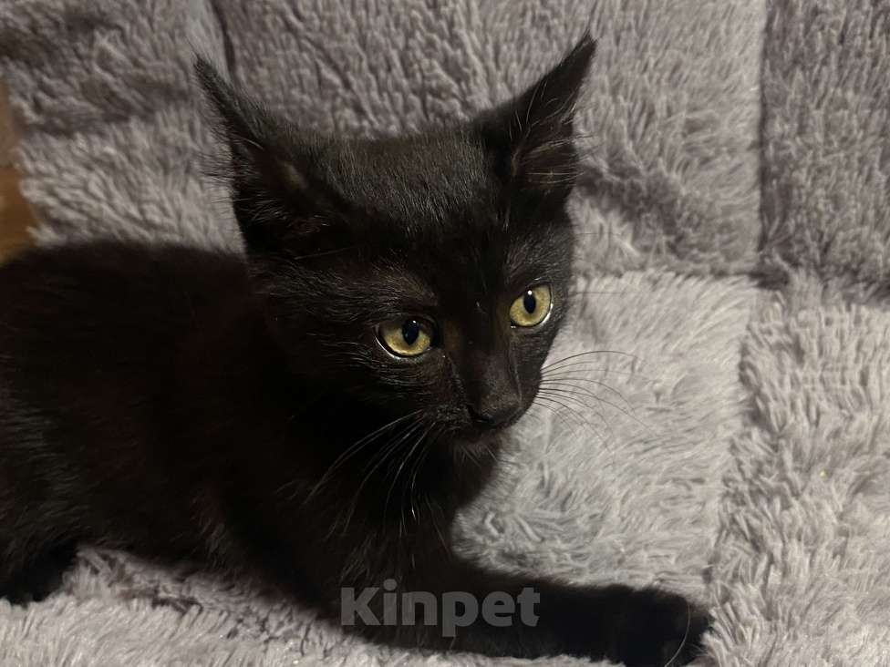 Кошки в Уфе: котенок  Мальчик, Бесплатно - фото 2