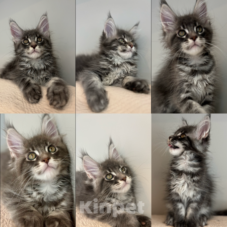 Кошки в Москве: Котик мейн-кун из питомника Status Joy Мальчик, Бесплатно - фото 2