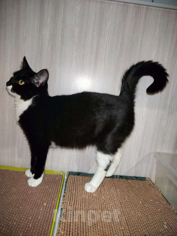 Кошки в Москве: Малышка Кýпи Девочка, Бесплатно - фото 4