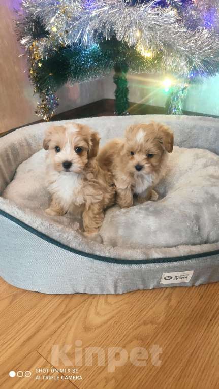 Собаки в Москве: мальтипу мальчик F1  Мальчик, 60 000 руб. - фото 2