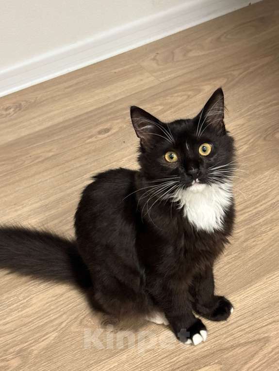 Кошки в Москве: Отдам черно-белого котенка в добрые руки 🥺 Мальчик, Бесплатно - фото 3