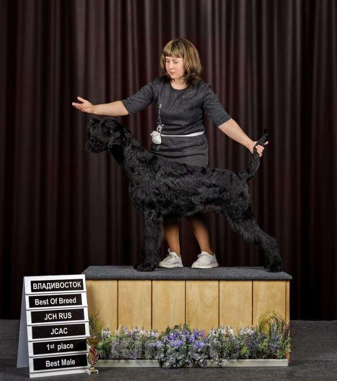 Собаки в Санкт-Петербурге: Щенок Сука ризеншнауцера. Девочка, 65 000 руб. - фото 2