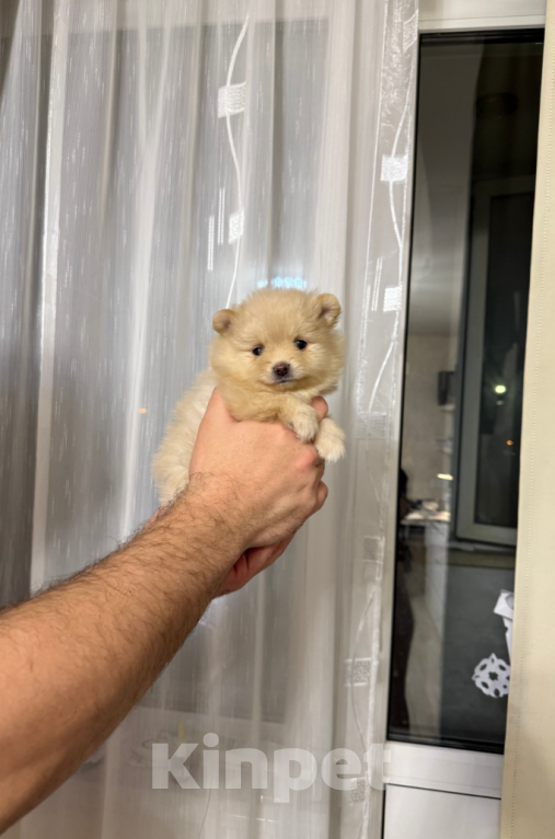 Собаки в Москве: Девочка Девочка, 20 000 руб. - фото 1