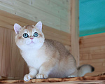 Кошки в Владивостоке: Британский котёнок в драгоценной шубке Мальчик, 80 000 руб. - фото 5