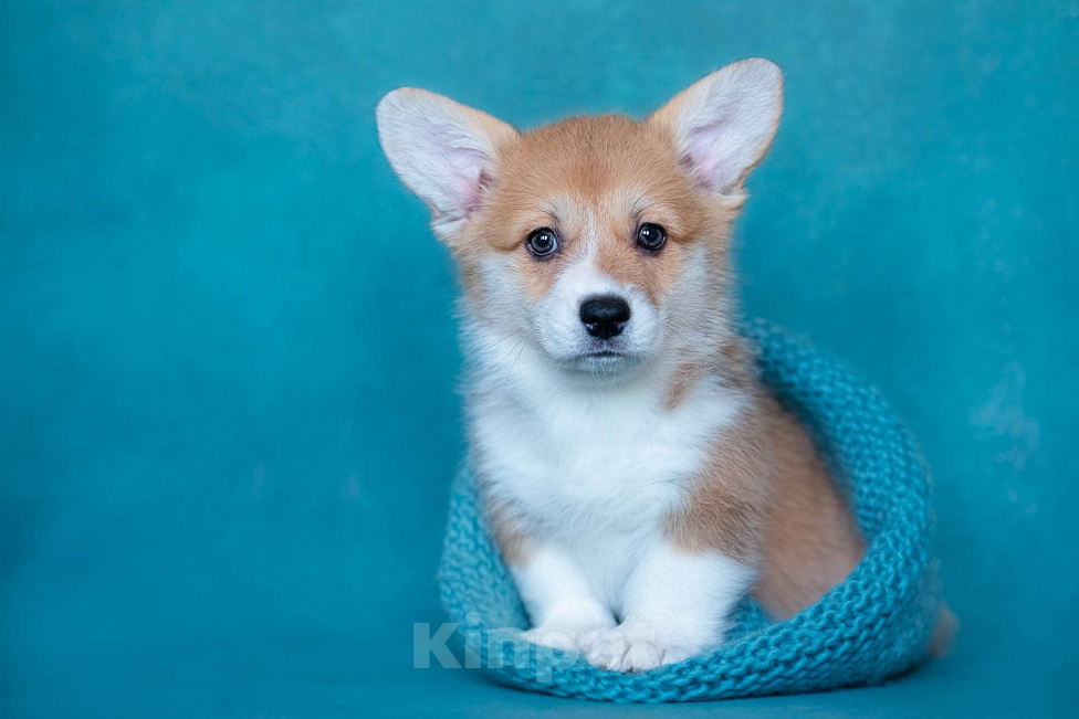 Собаки в Москве: Топ Модель Из Басвет Прайд  Девочка, 100 000 руб. - фото 3