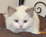 Кошки в Москве: Котята Рэгдолл Мальчик, 65 000 руб. - фото 2