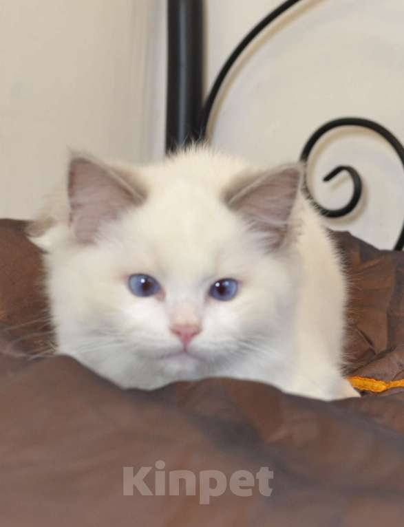 Кошки в Москве: Котята Рэгдолл Мальчик, 65 000 руб. - фото 2