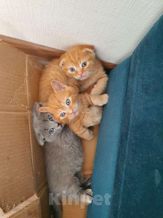 Кошки в Красноармейске: Серая кошечка Скотиш килт фолт  Девочка, 50 000 руб. - фото 4