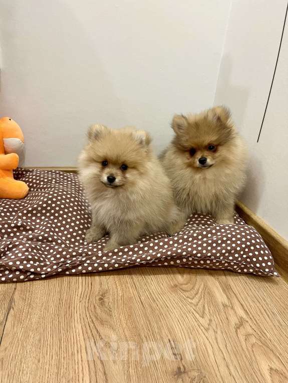 Собаки в других городах Башкортостана: Щенки шпица Мальчик, 38 000 руб. - фото 2