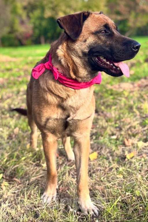 Собаки в Москве: Ищет дом замечательная собака Джина Девочка, 10 руб. - фото 2