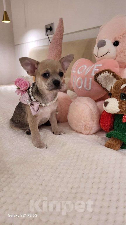 Собаки в Москве: девочка чихуахуа гш крупный стандарт Девочка, 60 000 руб. - фото 7