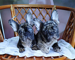 Собаки в Москве: Французский бульдог  Мальчик, 50 000 руб. - фото 4
