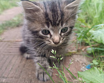 Кошки в других городах Московской области: Шикарная кошечка Девочка, Бесплатно - фото 1