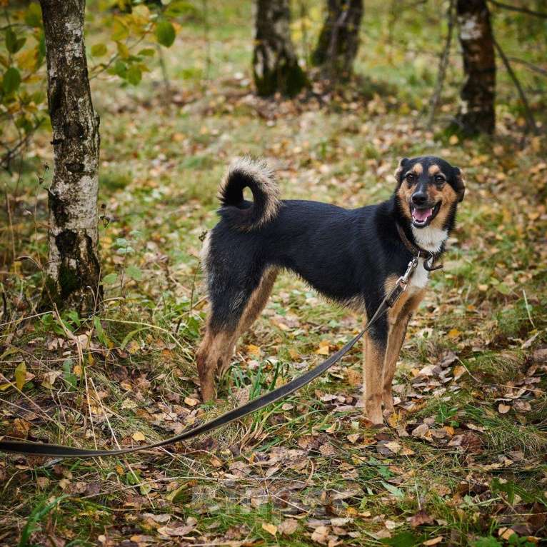 Собаки в Москве: Джуна Девочка, Бесплатно - фото 4