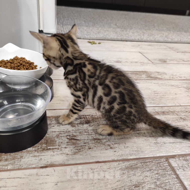 Кошки в Ростове-на-Дону: Бенгальские котята Девочка, 17 000 руб. - фото 3