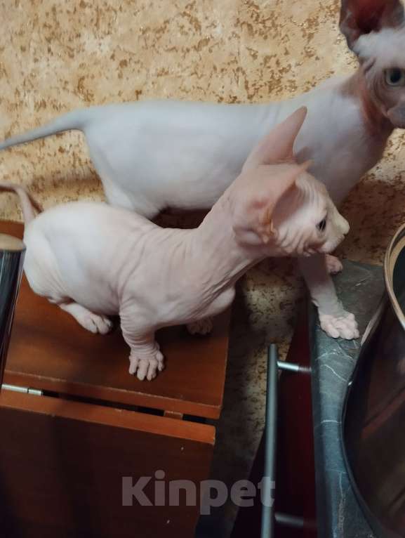 Кошки в Тутаеве: Канадский сфинкс Мальчик, Бесплатно - фото 4