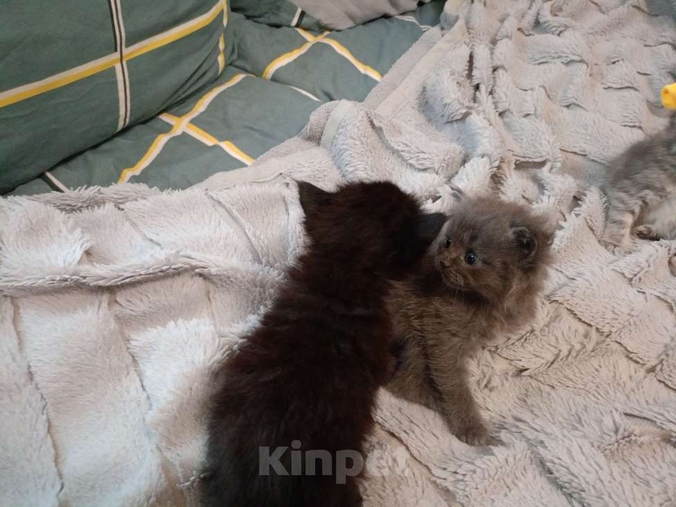 Кошки в Барнауле: Тусси Девочка, 15 000 руб. - фото 5