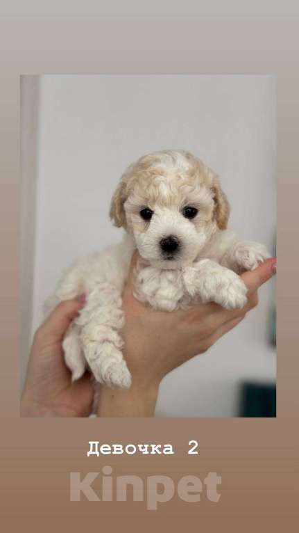 Собаки в Москве: Девочки бишоны Девочка, 50 000 руб. - фото 5