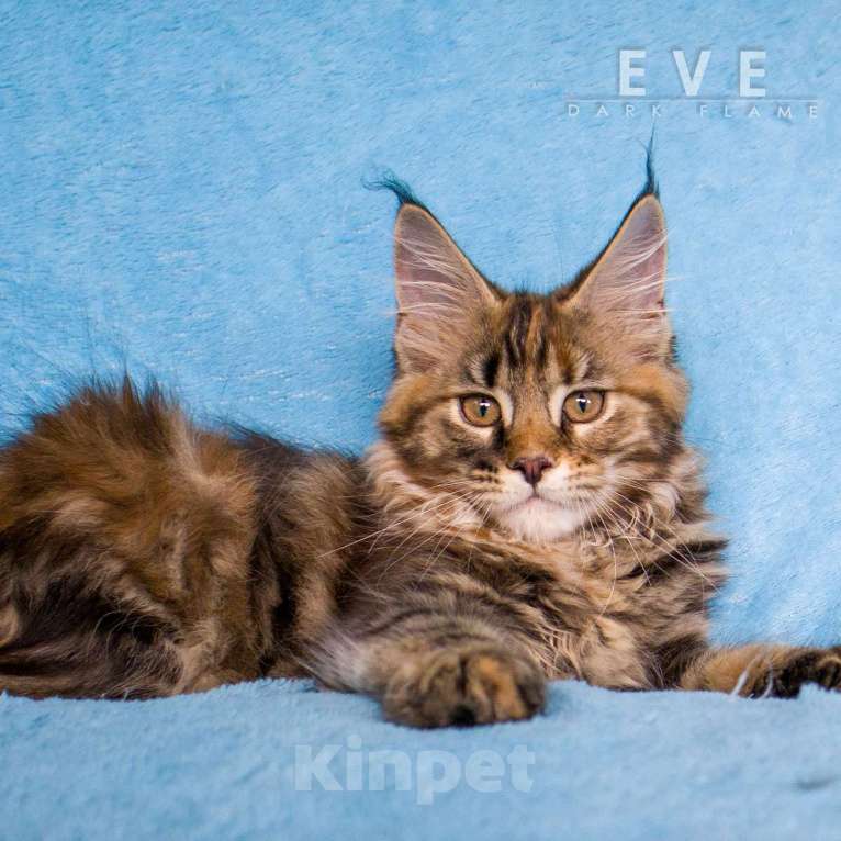 Кошки в других городах Воронежской области: Ева — мраморное чудо с шелковым характером Девочка, 50 000 руб. - фото 2