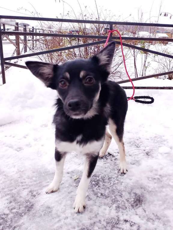 Собаки в Санкт-Петербурге: Ищет дом крошка-собачка весом 6 кг Девочка, Бесплатно - фото 6