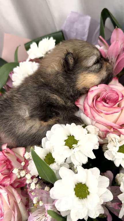 Собаки в Красноярске: Померанский шпиц 2 Мальчик, 50 000 руб. - фото 4