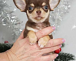 Собаки в Люберцах: Чихуахуа шоколадик Мальчик, 35 000 руб. - фото 3