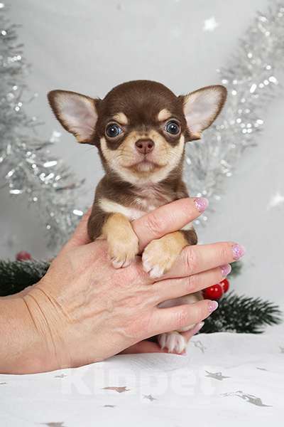Собаки в Люберцах: Чихуахуа шоколадик Мальчик, 35 000 руб. - фото 3