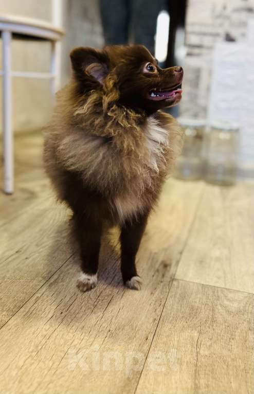 Собаки в Дзержинске: Померанский шпиц девочка Девочка, 30 000 руб. - фото 2