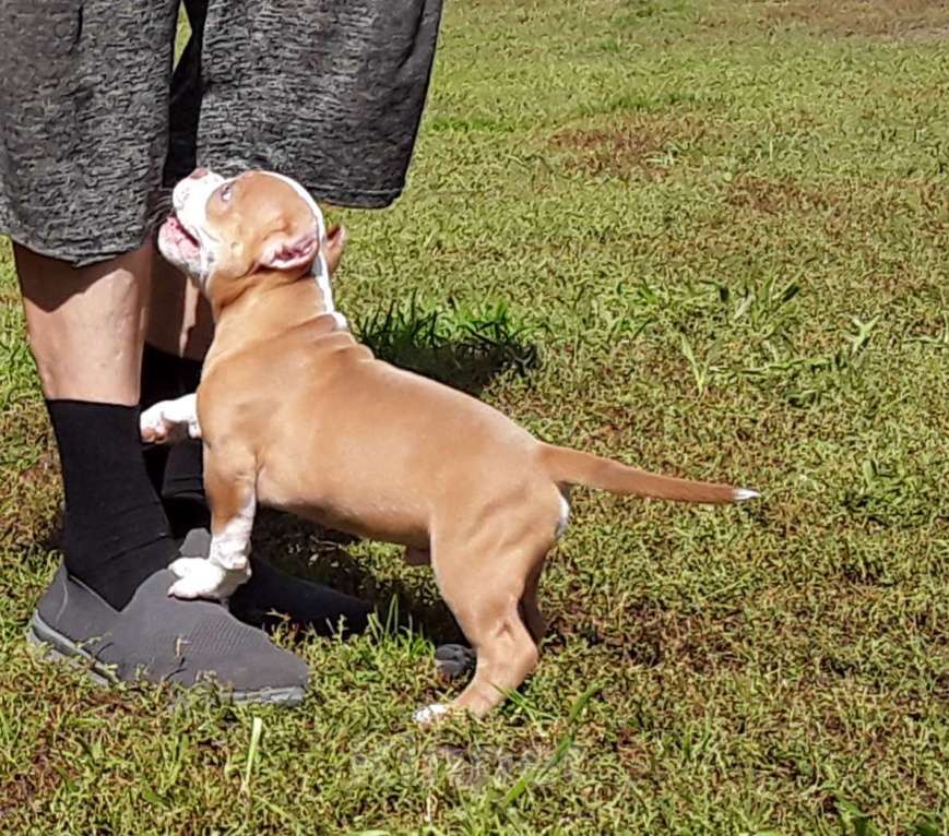 Собаки в Новосибирске: Рыже лиловый мальчишка Американский булли Мальчик, 80 000 руб. - фото 10