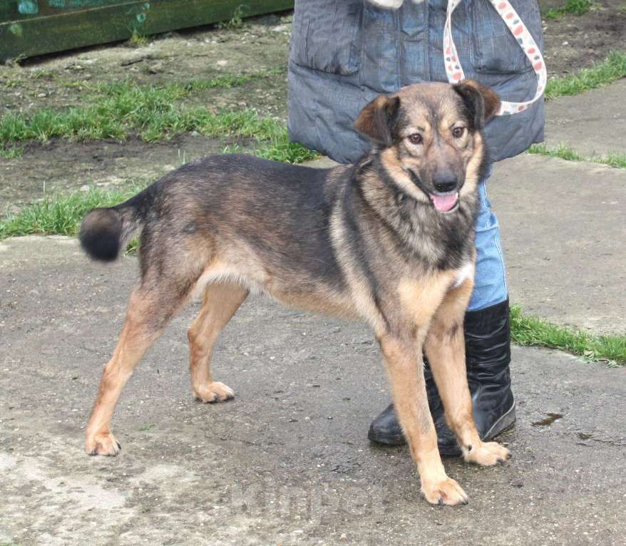 Собаки в Москве: Собака -улыбака, верный друг Тимка ждет свою семью Мальчик, Бесплатно - фото 6
