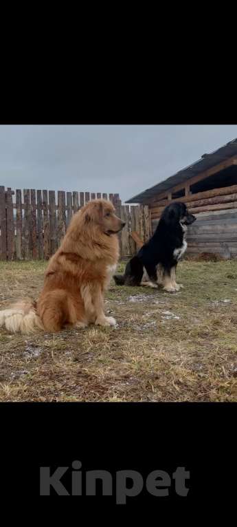 Собаки в Магнитогорске: Банхар(монгольский Волкодав)  Мальчик, 40 000 руб. - фото 5