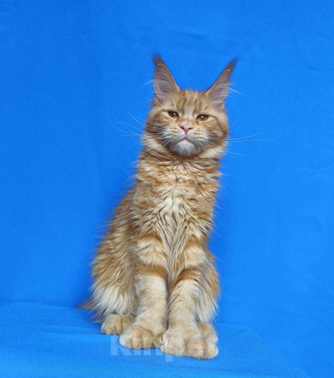 Кошки в Москве: Котёнок Мейн-Кун полидакт Девочка Девочка, 70 000 руб. - фото 3