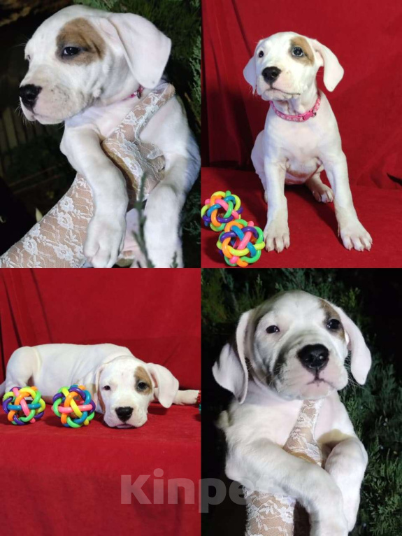 Собаки в других городах Краснодарского края: Продаются Щенки Аргентинского Дога  Мальчик, 40 000 руб. - фото 4