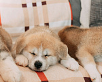 Собаки в Касимове: Шикарный щенок акита-ину  Мальчик, 25 000 руб. - фото 4