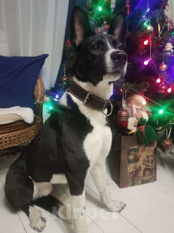 Собаки в Санкт-Петербурге: Ищем хозяина Мальчик, Бесплатно - фото 8