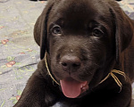 Собаки в Тюмени: Лабрадор ретривер  Мальчик, Бесплатно - фото 1