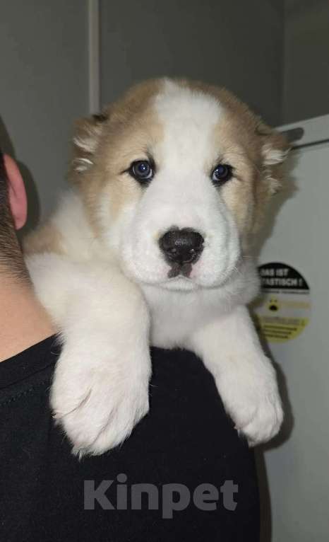 Собаки в Москве: Щенки алабая Мальчик, 30 000 руб. - фото 2