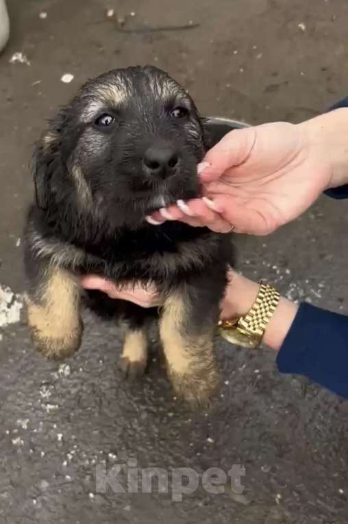 Собаки в Ростове-на-Дону: Щенок в добрые руки Девочка, Бесплатно - фото 4