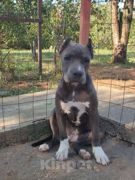 Собаки в Самаре: Прекрасная девочка голубого окраса Девочка, 80 000 руб. - фото 3