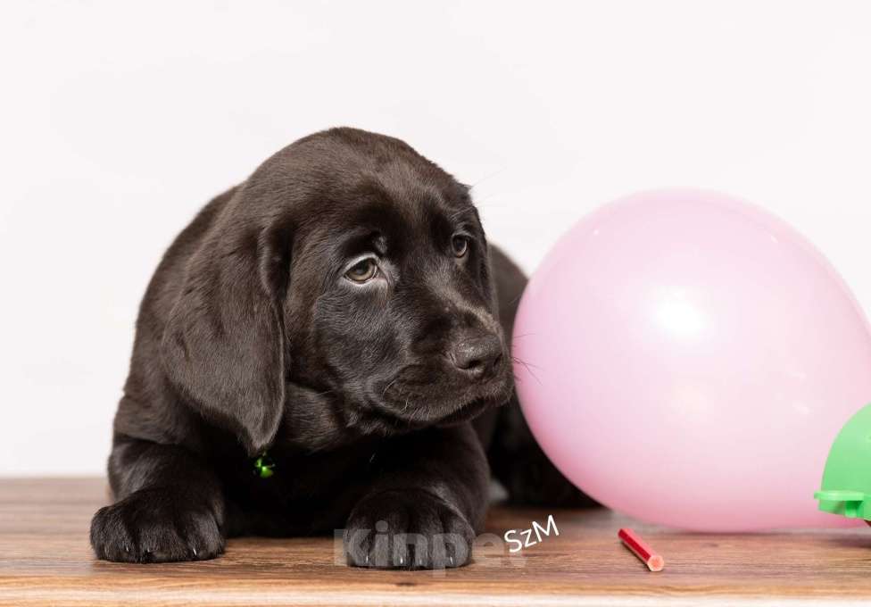 Собаки в Курске: Щенки лабрадора ретривера  Девочка, Бесплатно - фото 7