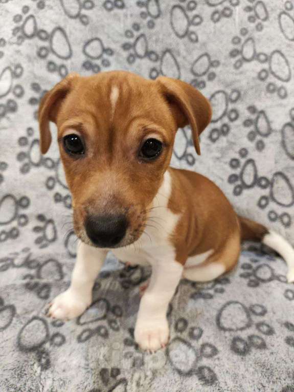 Собаки в Балашихе: Щенок Джек-Рассел терьера Мальчик, 19 900 руб. - фото 1