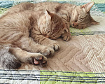 Кошки в Кашире: Кошечка Буся Девочка, 5 000 руб. - фото 1