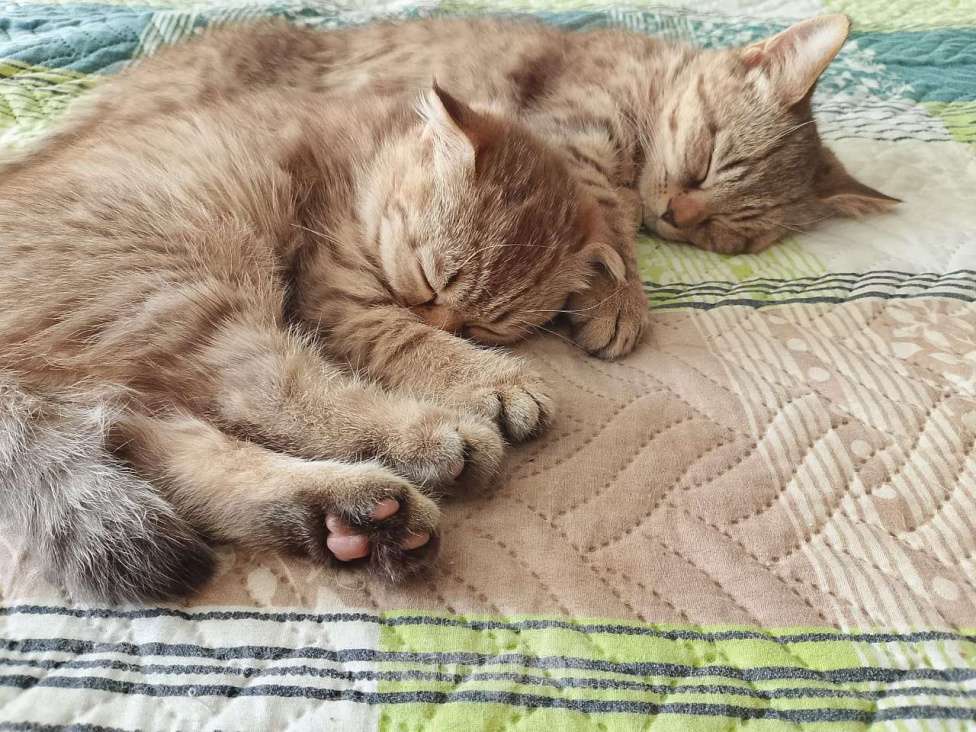Кошки в Кашире: Кошечка Буся Девочка, 5 000 руб. - фото 1