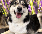 Собаки в Москве: Молодая собака Вальди в дар. Идеальный компаньон и самый верный друг! Девочка, Бесплатно - фото 4