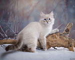 Кошки в Уфе: Синеглазые сибирские котята, 36 000 руб. - фото 2