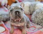 Собаки в Санкт-Петербурге: Шикарный щенки французский бульдог Мальчик, 70 000 руб. - фото 7