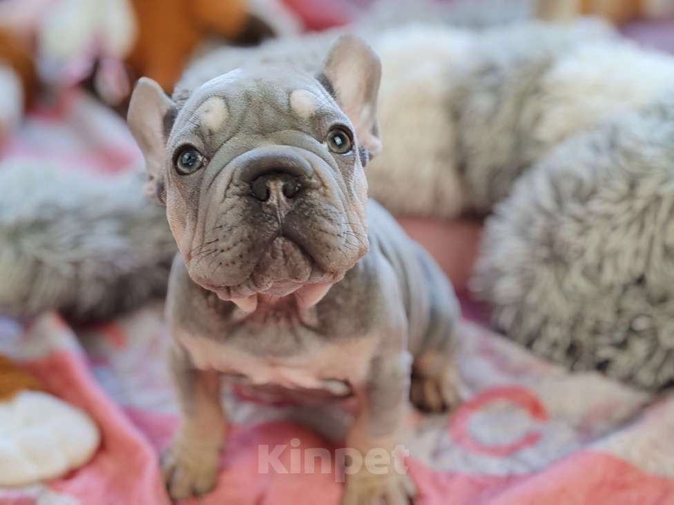 Собаки в Санкт-Петербурге: Шикарный щенки французский бульдог Мальчик, 70 000 руб. - фото 7