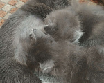 Кошки в Краснодаре: Пушистый котенок Девочка, Бесплатно - фото 3